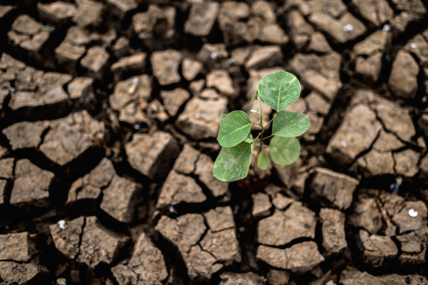 Small green plant growing in dry, cracked soil, representing the challenges and resilience of gardening in Cyprus’s arid climate.